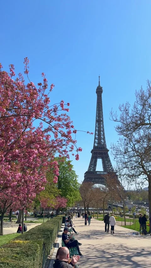 Paris in spring with cherry blossoms and the Eiffel Tower, iconic Paris landmark Stock Footage 345739053