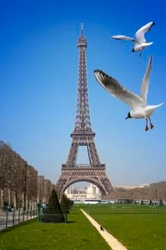 Paris. View of Eiffel Tower and the flying birds 스톡 사진