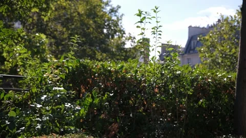 A parisian park Stock Footage 138900557