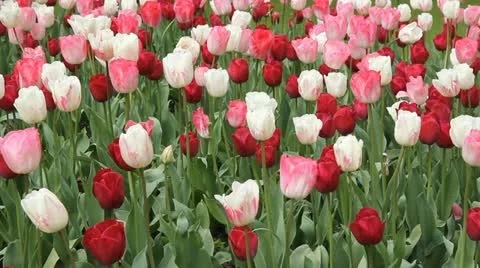 Parisian tulips. Stock Footage