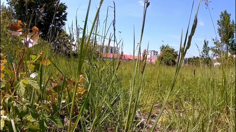 Park 1 Video stock 108415801