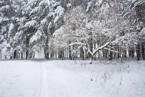 The Park is after a heavy snowstorm. Stock Photos