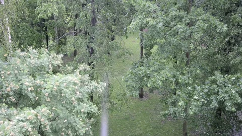 Park after rain. Stock Footage 141671902