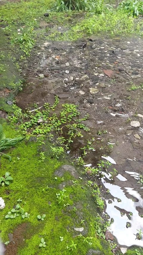Park and Pond, Vertical View Stock Footage 295996172