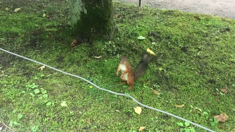 Park and squirrel Stock Footage 97278468