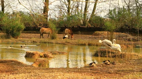 Park with animals - farm Stock Footage 36168831