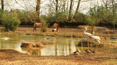 Park with animals - farm Stock Footage 36168938