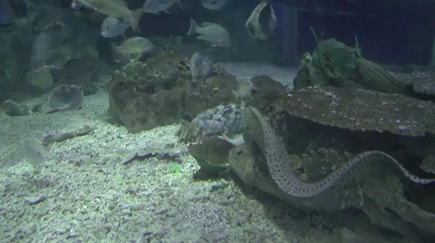 Park aquarium Stock Footage 34655964