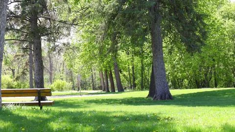 Park area with trees and green grass in spring Foto stock