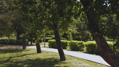 Park area, trees on a sunny day Stock Footage 335611250