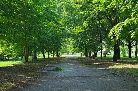 Park asphalt pathway surrounded with trees, summer time Stock Photos