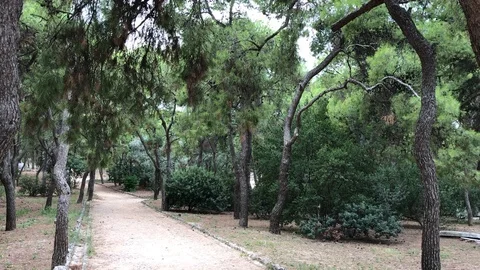 Park in Athens, Greece (cicadas sound) Stock Footage