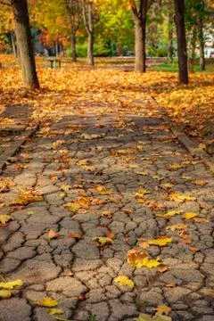 Park in autumm, fall Stock Photos