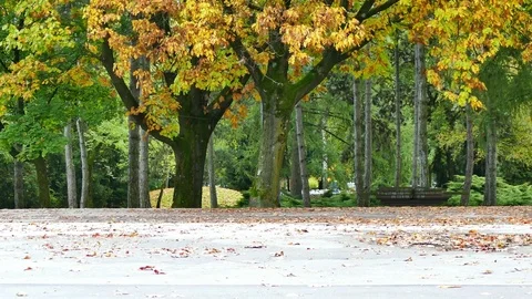Park with autumn colored trees 스톡 동영상 80987823