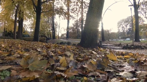 A park in autumn Stock Footage 120543344