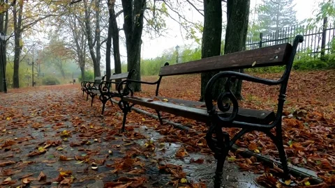 Park at autumn Stock Footage 167306829