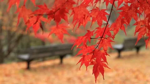 Park in autumn. Red maple twig with benches in the background. Stock Footage 12551025