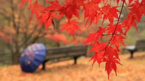 Park in autumn. Red maple twig with benches in the background. Stock Footage 12551368