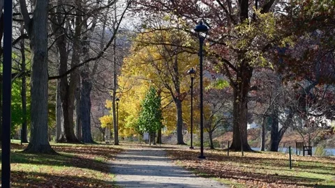 Park autumn tree Stock Footage 255293839