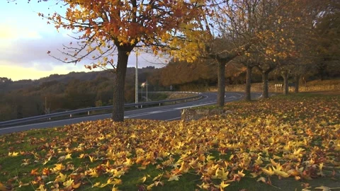 PARK IN AUTUMN WITH TREES AND LEAFS IN THE GROUND Stock Footage 99696483