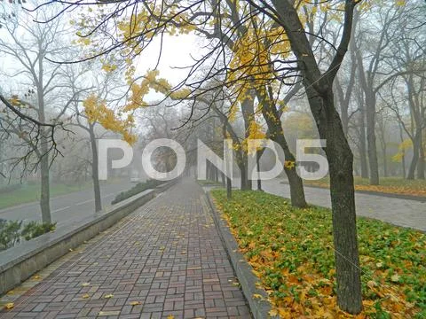 Park avenue autumn Stock Photos