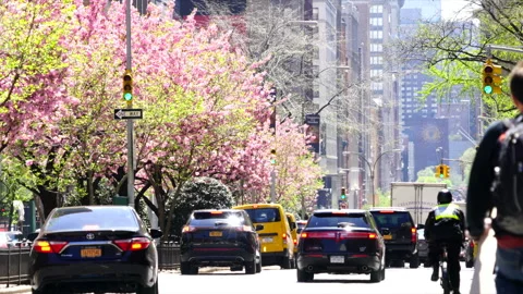 Park Avenue in Full Bloom: Cherry Blossom Trees in New York Video stock 327319924