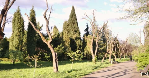 The park avenue in spring with bare trees except for the spruces. 動画素材 278286378