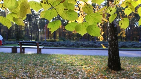 Park background.  Autumn sun light in bright yellow leaves. Stock Footage 303085943