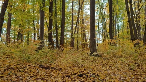 The park is beautiful in autumn Stock Footage 319335772