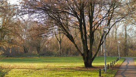 In the Park Beautiful Tree Video stock 100411282