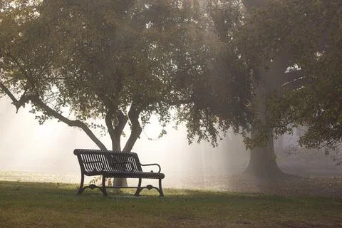 Park bench and tree backlit by morning light and fog. Stock Photos