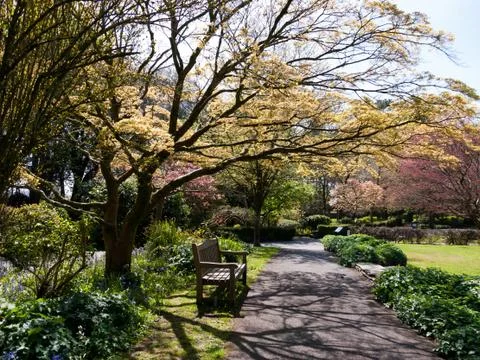 Park Bench Beneath a Large Tree. Stock Photos