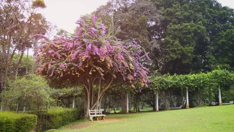 Park Bench beneath Ornamental Tree in Sri Lankan Botanical Garden 库存影片 85550258
