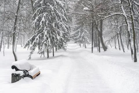Park bench buried in deep, fresh snow next to a forest path and tall spruce Stock Photos