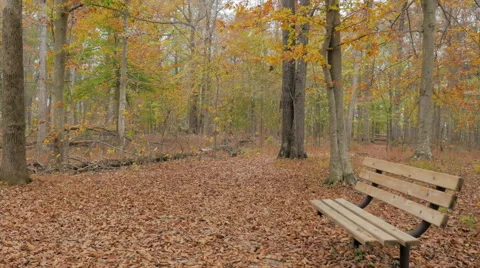Park Bench Fall Colors Mammoth Cave National Park Stock Footage 57369560