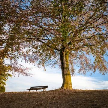 A park bench in the fall Stock Photos