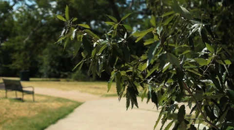 Park Bench Video stock 28832285