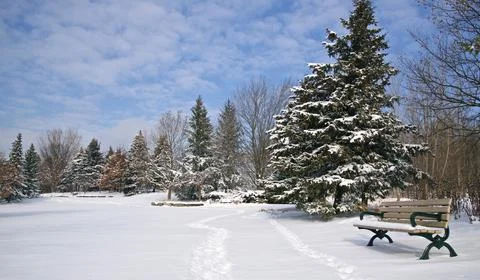 Park bench in a park with trees covered with snow after a snowstorm. Stock Photos