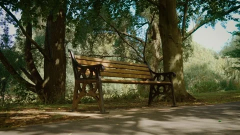 Park bench positioned on paved walkway near tree trunks and leafy branches Stock Footage 318237991