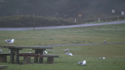 Park Bench with Seagulls Stock Footage 88830395