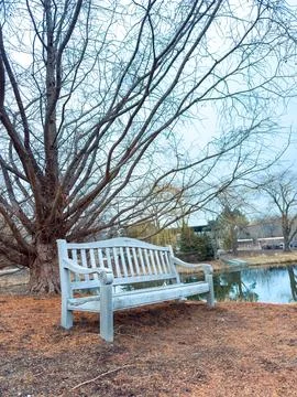 Park bench sits under a leafless tree beside a still pond during the late a.. Stock Photos