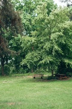 Park bench under large green leafy tree on sunny day Stock-Fotos