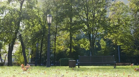 Park bench under trees and sunlight Stock Footage 55677203