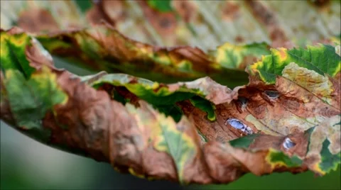 Park Berlin Spandau, Germany Stock Footage 54046151