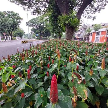 A park between two lanes Stock Photos