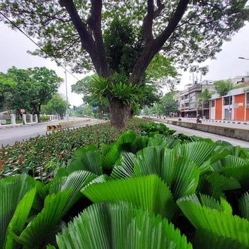 A park between two lanes Stock Photos