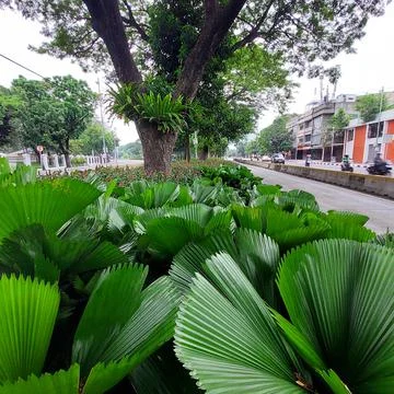 A park between two lanes Stock Photos