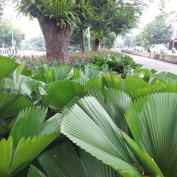 A park between two lanes Stock Photos