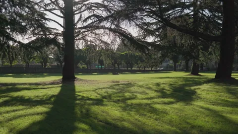 Park with a big tree in front of the sun in italy Video stock 149513145