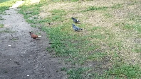 Park with birds Stock Footage 310596682